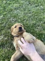Female Goldie, a female Golden Retriever for sale in Auburn, WA – 1 of 1