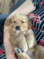 Golden Retriever, a male Golden Retriever for sale in Auburn, WA – 3 of 3