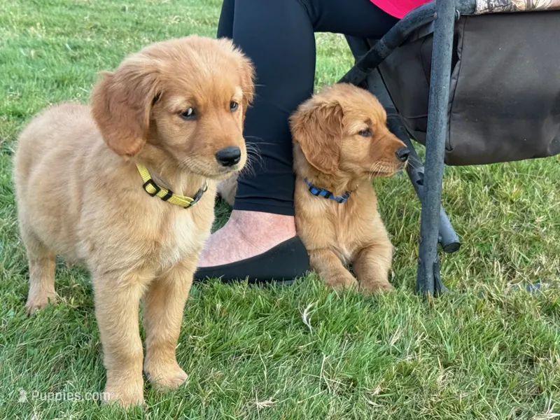 Golden Retriever – Golden Retriever puppy for sale in Auburn, WA