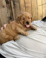 Golden Retriever, a male Golden Retriever for sale in Auburn, WA – 2 of 3