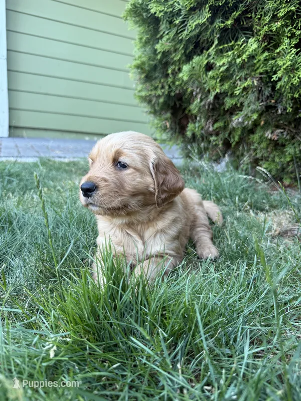 Golden Retriever – Golden Retriever puppy for sale in Auburn, WA