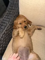 Female Golden, a female Golden Retriever for sale in Auburn, WA – 3 of 3
