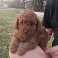 Red Puppy Male sm On Hold, a male Poodle - Toy  for sale in Alvin, TX – Photo 2 of 2