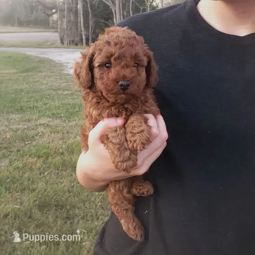 Red Puppy Male sm On Hold