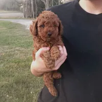 Red Puppy Male sm On Hold, a male Poodle - Toy  for sale in Alvin, TX – Photo 1 of 2