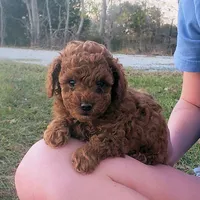 Red Puppy Male cm2 On Hold, a male Poodle - Toy  for sale in Alvin, TX – Photo 1 of 3