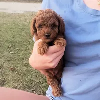 Red Puppy Male cm2 On Hold, a male Poodle - Toy  for sale in Alvin, TX – Photo 2 of 3