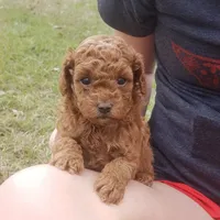 Red Puppy Male cm2 On Hold, a male Poodle - Toy  for sale in Alvin, TX – Photo 3 of 3