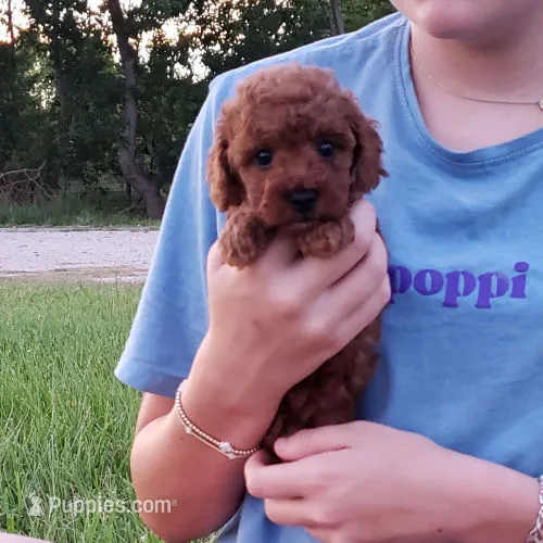 Red Poodle Puppy Female – Poodle - Toy  puppy for sale in Alvin, TX