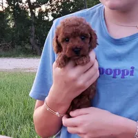 Red Poodle Puppy Female, a female Poodle - Toy  for sale in Alvin, TX – 1 of 1