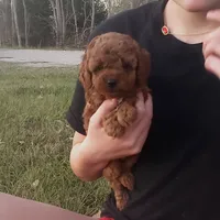 Red Poodle Puppy sfw On Hold, a female Poodle - Toy  for sale in Alvin, TX – Photo 2 of 2