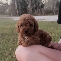 Red Poodle Puppy sfw On Hold, a female Poodle - Toy  for sale in Alvin, TX – Photo 1 of 2