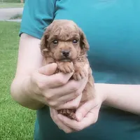 Red Poodle Puppy Male 1, a male Poodle - Toy  for sale in Alvin, TX – Photo 4 of 4