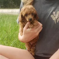 Red Poodle Puppy Male 1, a male Poodle - Toy  for sale in Alvin, TX – Photo 3 of 4