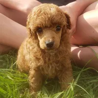 Red Poodle Puppy Male 1, a male Poodle - Toy  for sale in Alvin, TX – Photo 2 of 4