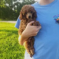 Red Poodle Puppy Male 1, a male Poodle - Toy  for sale in Alvin, TX – Photo 1 of 4