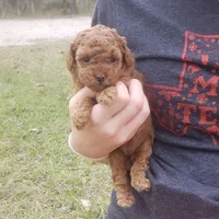 Red Puppy Fm cfs4 On Hold, a female Poodle - Toy  for sale in Alvin, TX – Photo 1 of 3
