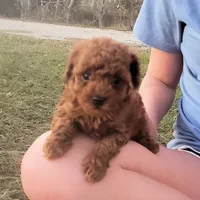 Red Puppy Fm cfs4 On Hold, a female Poodle - Toy  for sale in Alvin, TX – Photo 3 of 3