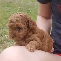 Red Puppy Fm cfs4 On Hold, a female Poodle - Toy  for sale in Alvin, TX – Photo 2 of 3