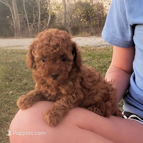 Red Puppy Female cfb3 On Hold