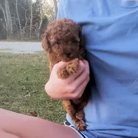 Red Puppy Female cfb3 On Hold, a female Poodle - Toy  for sale in Alvin, TX – Photo 3 of 3