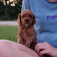 Red Poodle Puppy Male, a male Poodle - Toy  for sale in Alvin, TX – 1 of 1