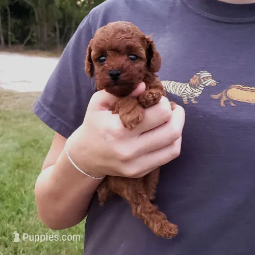 Red Poodle Puppy Female sf – Poodle - Toy  puppy for sale in Alvin, TX