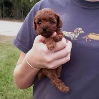 Red Poodle Puppy Female sf, a female Poodle - Toy  for sale in Alvin, TX – 1 of 1
