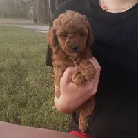 Red Poodle Puppy Female sf, a female Poodle - Toy  for sale in Alvin, TX – Photo 3 of 3