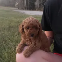 Red Poodle Puppy Female sf, a female Poodle - Toy  for sale in Alvin, TX – Photo 2 of 3