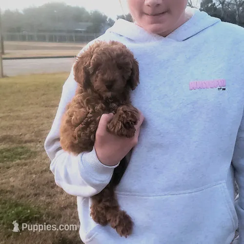 Red Poodle Puppy Female sf