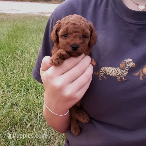 Red Poodle Puppy Female bf – Poodle - Toy  puppy for sale in Alvin, TX
