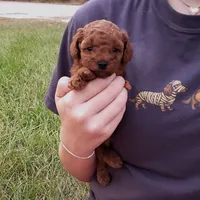 Red Poodle Puppy Female bf, a female Poodle - Toy  for sale in Alvin, TX – 1 of 1
