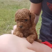 Red Puppy Male cmw1 On Hold, a male Poodle - Toy  for sale in Alvin, TX – Photo 3 of 3