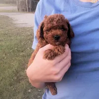 Red Puppy Male cmw1 On Hold, a male Poodle - Toy  for sale in Alvin, TX – Photo 2 of 3
