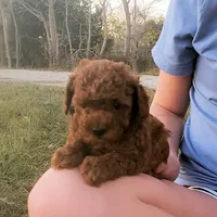Red Puppy Male cmw1 On Hold, a male Poodle - Toy  for sale in Alvin, TX – Photo 1 of 3