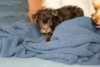 Reese, a male Yorkipoo for sale in Belmont, CA – 2 of 4