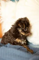Reese, a male Yorkipoo for sale in Belmont, CA – 4 of 4