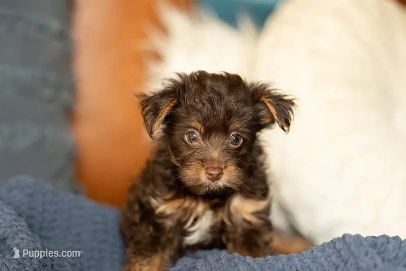 Reese, a male Yorkipoo for sale in Belmont, CA – 1 of 4
