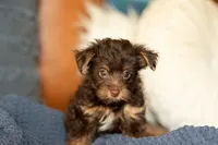 Reese, a male Yorkipoo for sale in Belmont, CA – 1 of 4