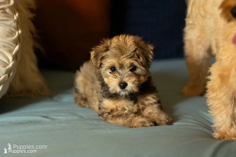 Pepper, a female Yorkipoo for sale in Belmont, CA – 1 of 1
