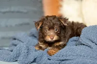 Reese, a male Yorkipoo for sale in Belmont, CA – 3 of 4