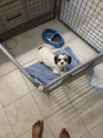 Macey, a female Shih Tzu for sale in Fishers, IN – 1 of 1