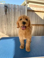 Heaven , a male Goldendoodle for sale in Cypress, TX – 2 of 4