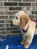 Joy, a female Goldendoodle for sale in Cypress, TX – 3 of 8