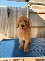 Heaven , a male Goldendoodle for sale in Cypress, TX – 4 of 4