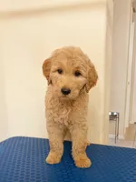 Atlas, a male Goldendoodle for sale in Cypress, TX – 2 of 4
