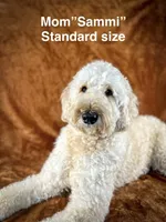 Joy, a female Goldendoodle for sale in Cypress, TX – 4 of 8