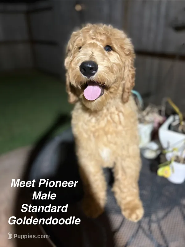 Pioneer  – Goldendoodle puppy for sale in Cypress, TX