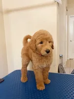 Anchor , a male Goldendoodle for sale in Cypress, TX – 3 of 6